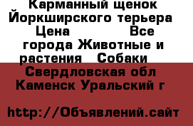 Карманный щенок Йоркширского терьера › Цена ­ 30 000 - Все города Животные и растения » Собаки   . Свердловская обл.,Каменск-Уральский г.
